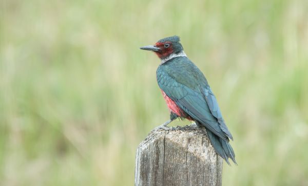 Cost of Woodpecker Hole Patching in Mchenry