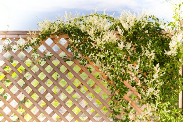 Cost of Lattice Repair in Mchenry