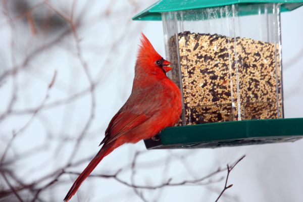 Cost of Bird Feeder Hanging in Mchenry