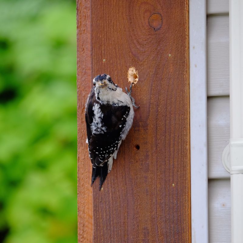 Woodpecker Hole Filling